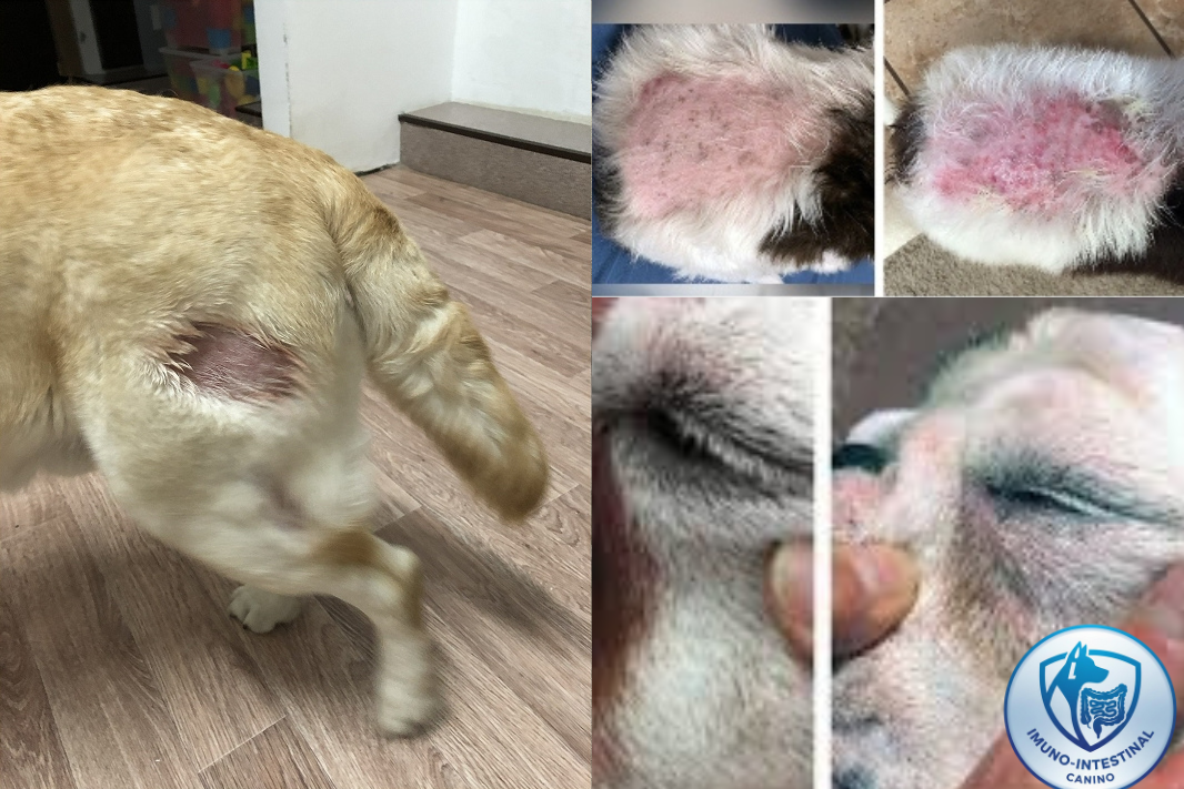 Sintomas em cães